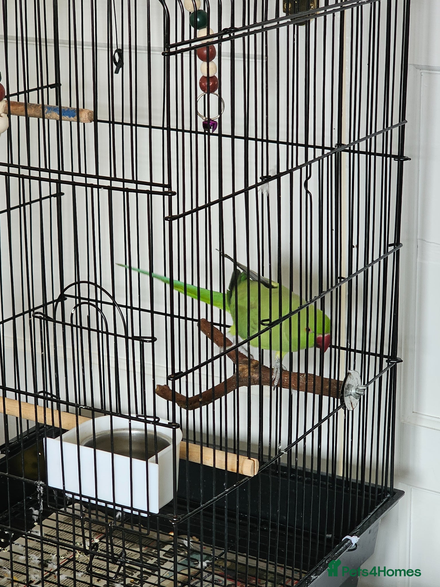 Ringnecks birds Ringneck parrot  - Advert 3