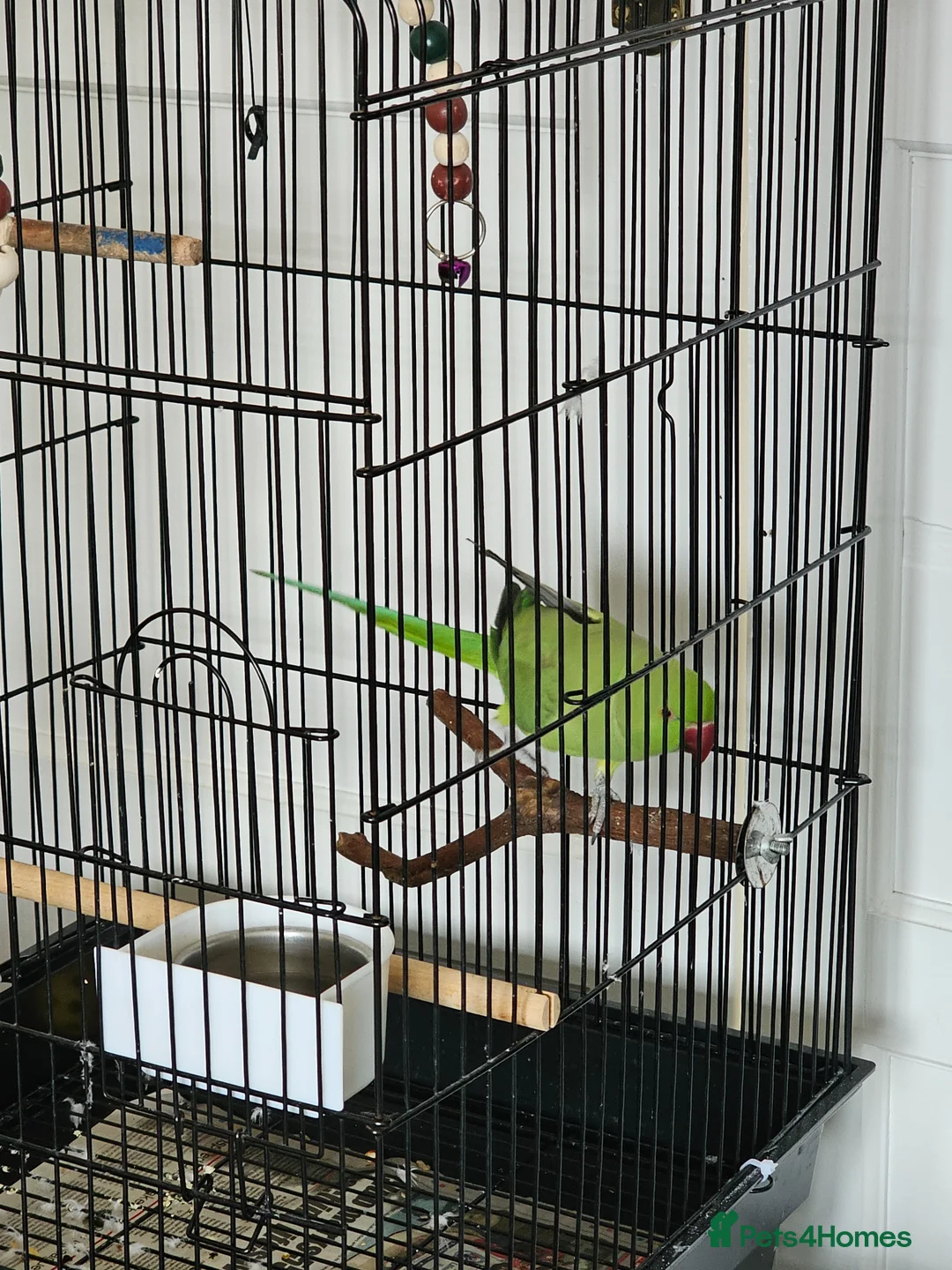 Ringnecks birds for sale: Ringneck parrot  - Advert 1