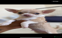 Chihuahua dogs for sale: ❤️Health tested tiny Chihuahua puppies❤️ - Image 11