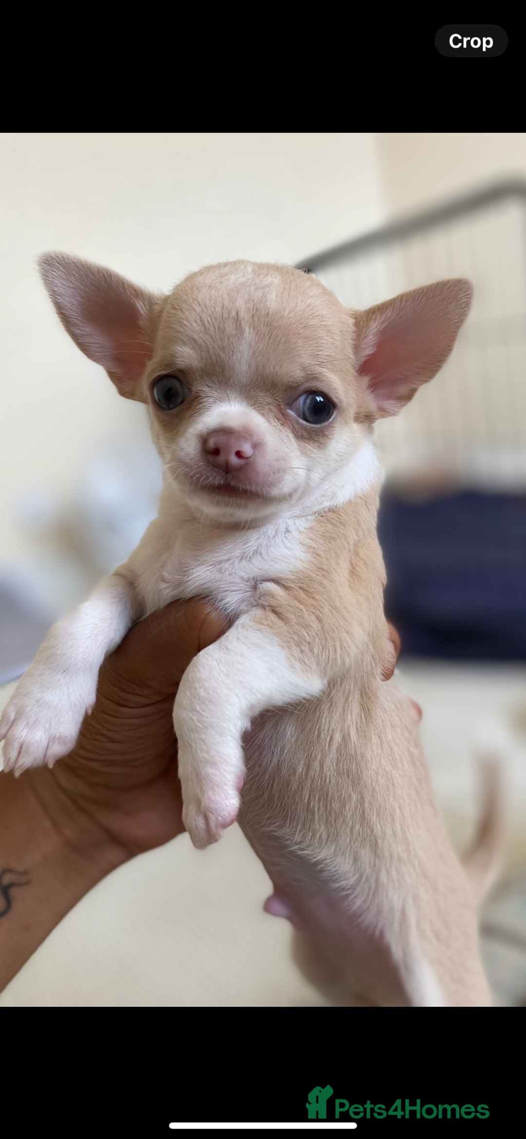 Chihuahua dogs for sale: ❤️Health tested tiny Chihuahua puppies❤️ - Image 11