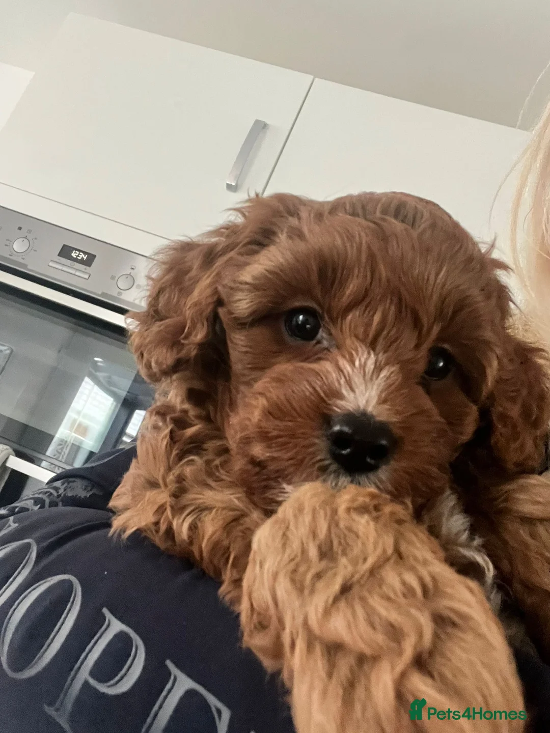 Cavapoo dogs for stud: Proven Toy Cavapoo Stud Extensively Health Checked in Preston - Advert 20
