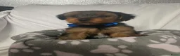 Yorkshire Terrier dogs for sale: L@@k 2 beautiful Yorkshire terrier puppies 4 sale - Advert 7