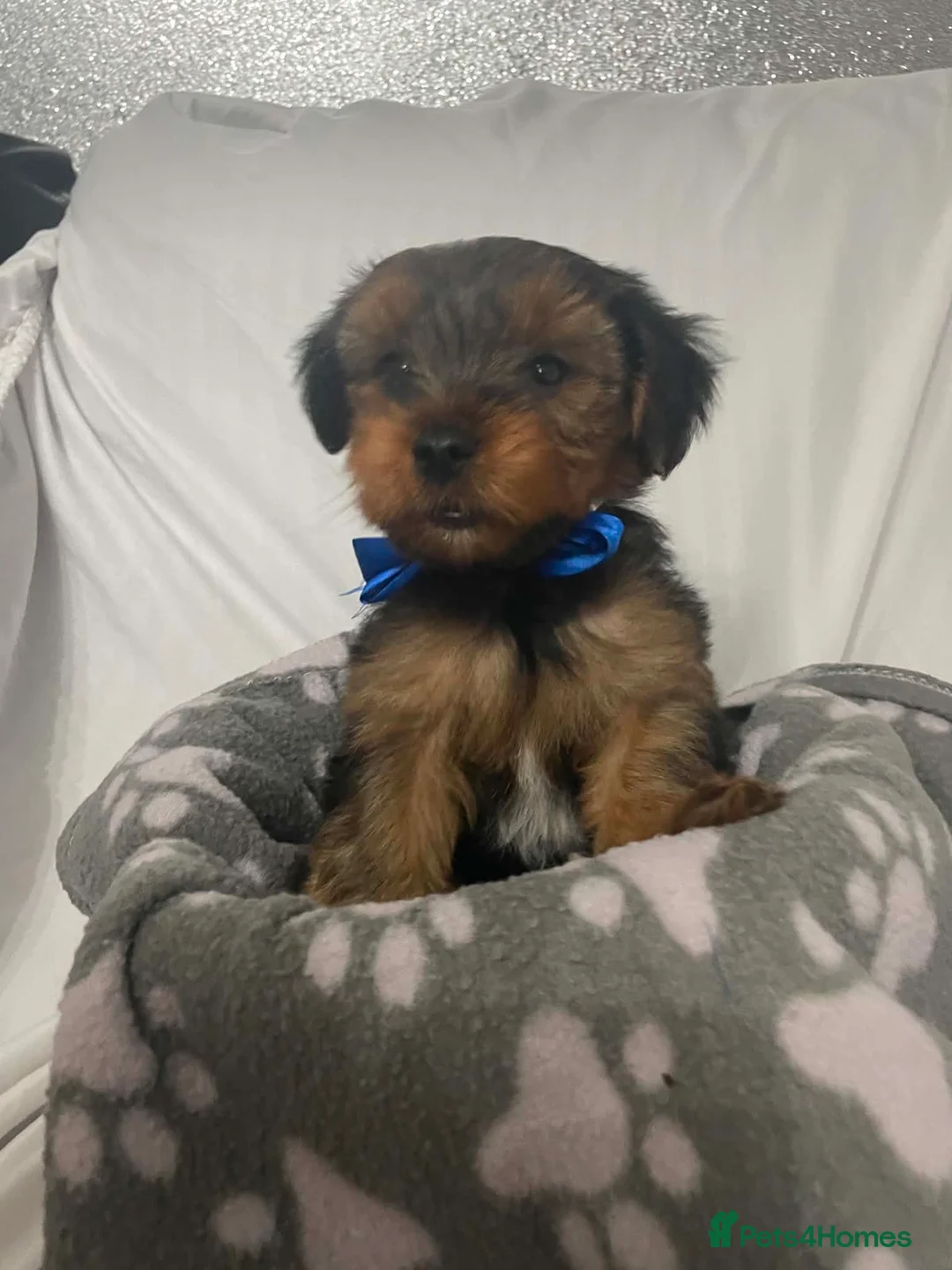 Yorkshire Terrier dogs for sale: L@@k 2 beautiful Yorkshire terrier puppies 4 sale - Advert 7