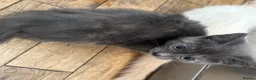 Ragdoll cats for sale: Ragdolls Mum & Babies 10 weeks sepia flame 10 wks - Advert 11
