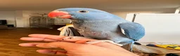 Ringnecks birds for sale: Hand reared indian ringneck babies - Advert 6