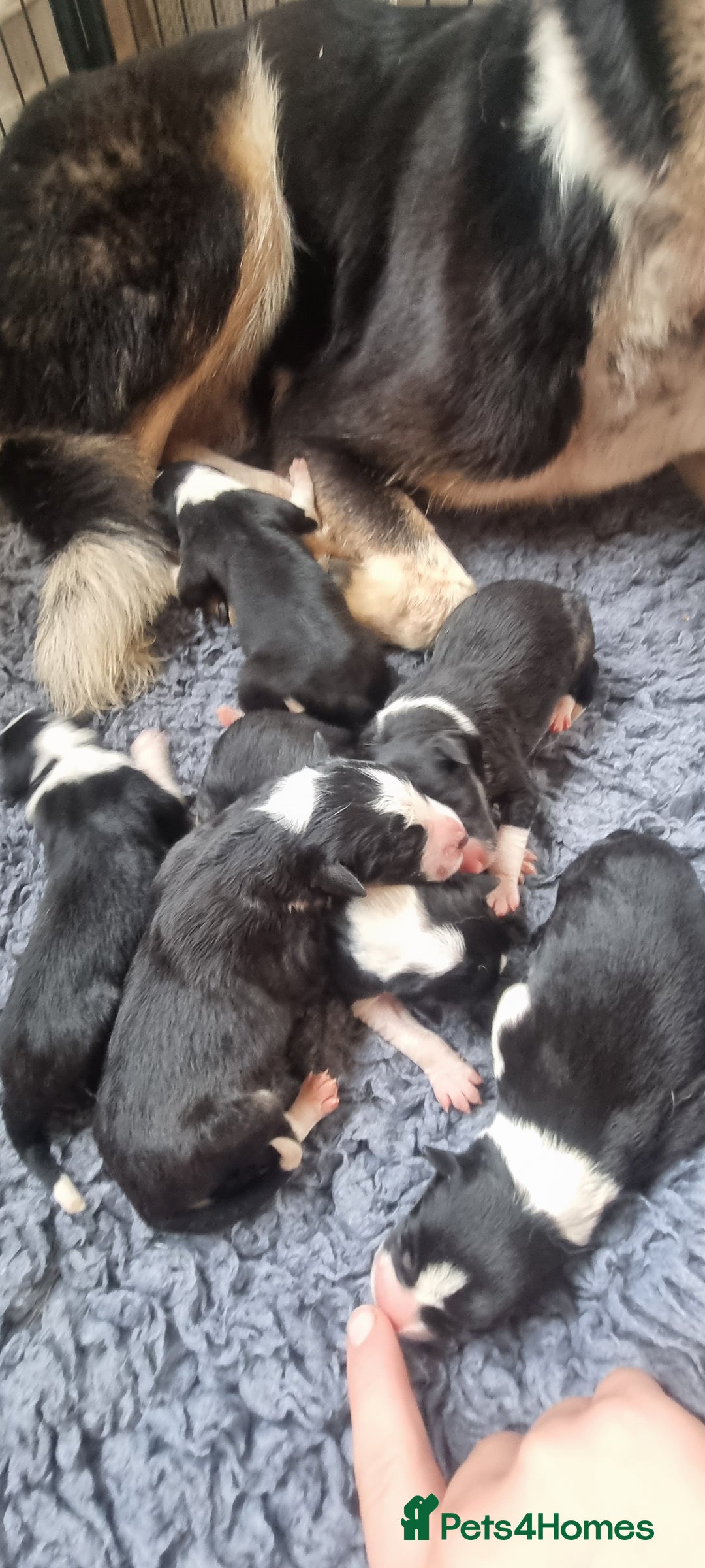 Border Collie dogs for sale: ISDS REGISTERED BORDER COLLIE PUPS - Image 11