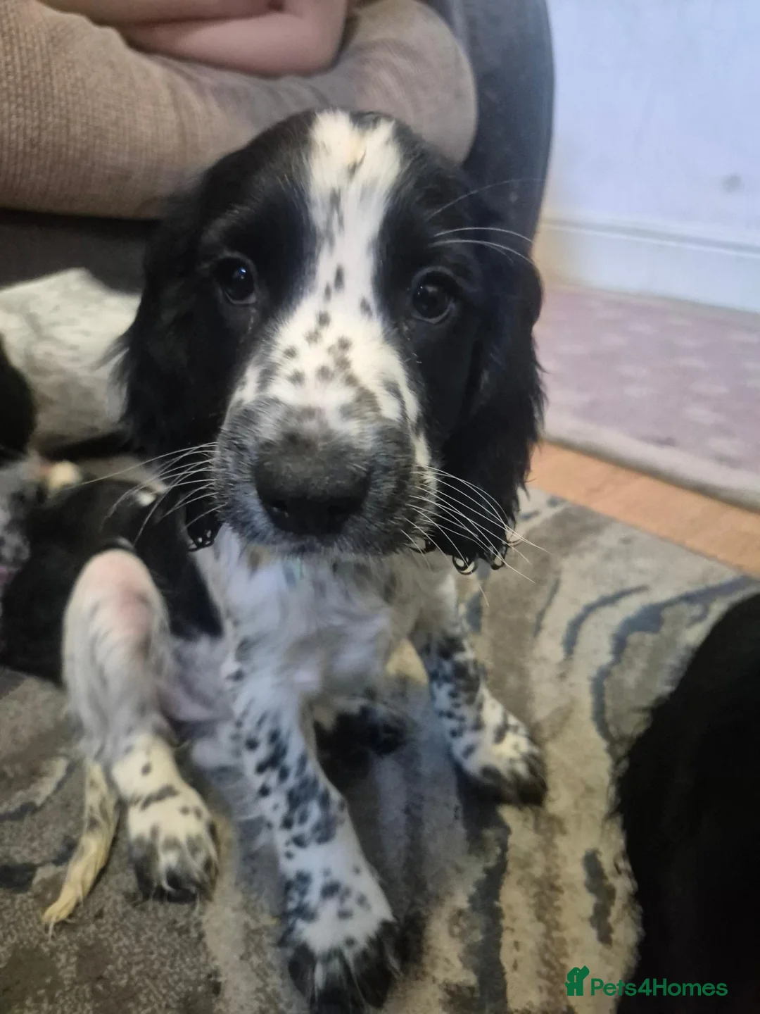 Cocker Spaniel dogs for sale: Stunning Show Cocker litter of 6 in Ipswich - Advert 1