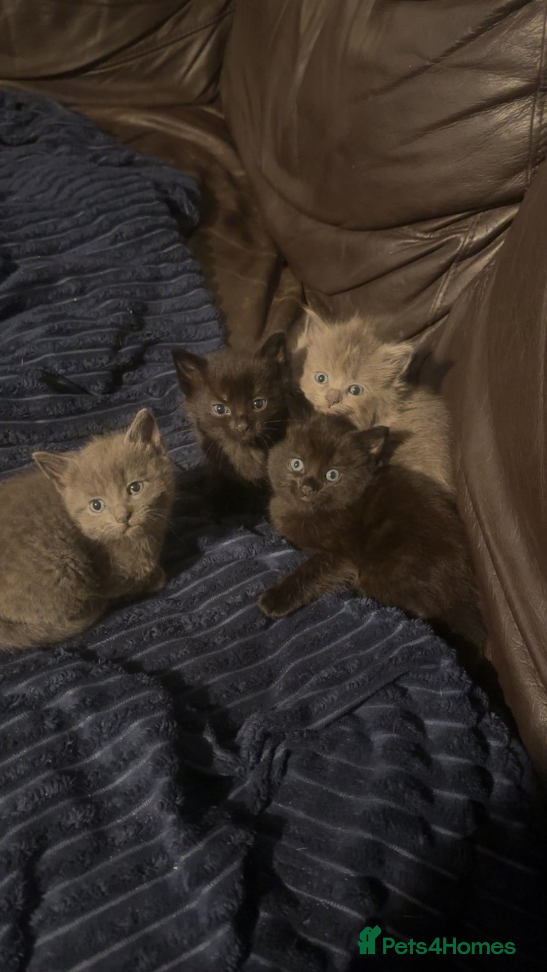 Mixed Breed cats for sale: Mixed breed kittens  - Advert 5