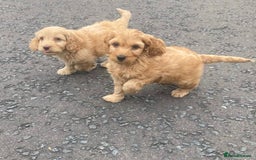 Cavapoo dogs for sale: Cavapoo puppies  - Image 3