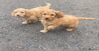 Cavapoo dogs - Advert 13