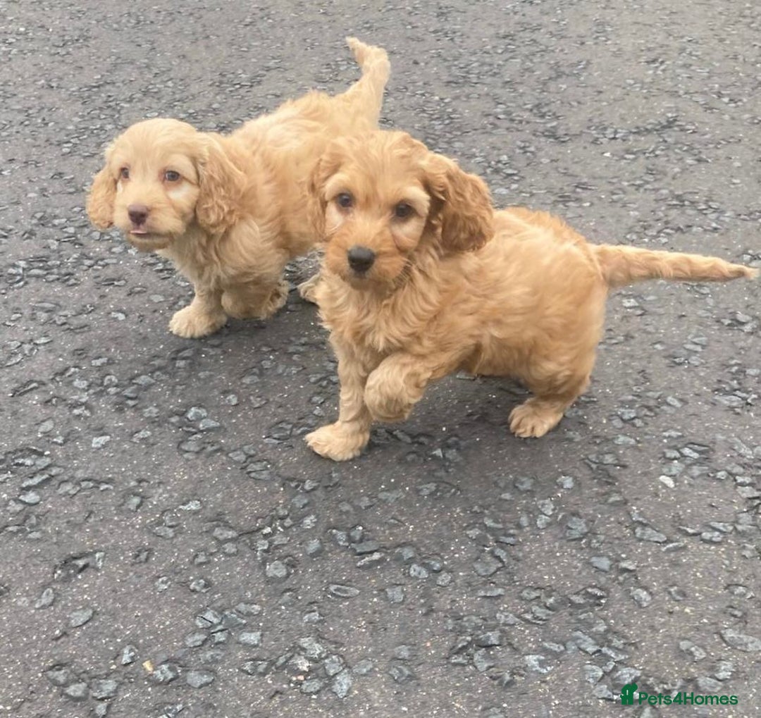 Cavapoo dogs for sale: Cavapoo puppies  - Image 3