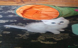 British Shorthair cats for sale: Stunning GCCF British Shorthair Kittens. - Image 7