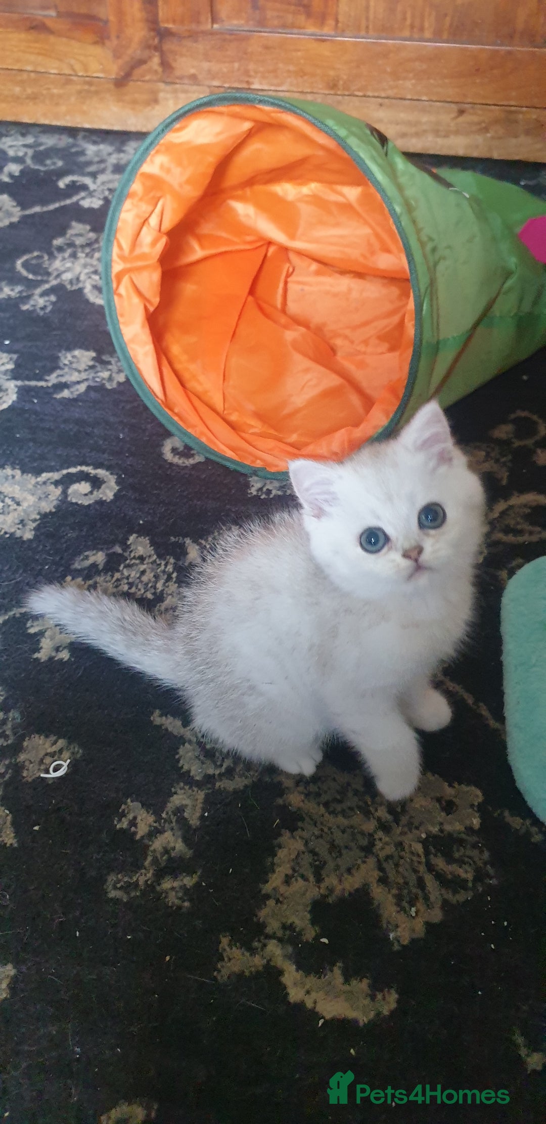 British Shorthair cats for sale: Stunning GCCF British Shorthair Kittens. - Image 7