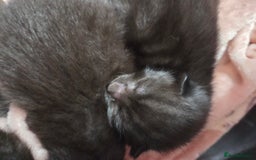 Mixed Breed cats for sale: Cute quiet little girl - Image 3