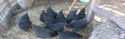 Hens poultry for sale: Pol Pure Breed Copper Marans - Advert 12