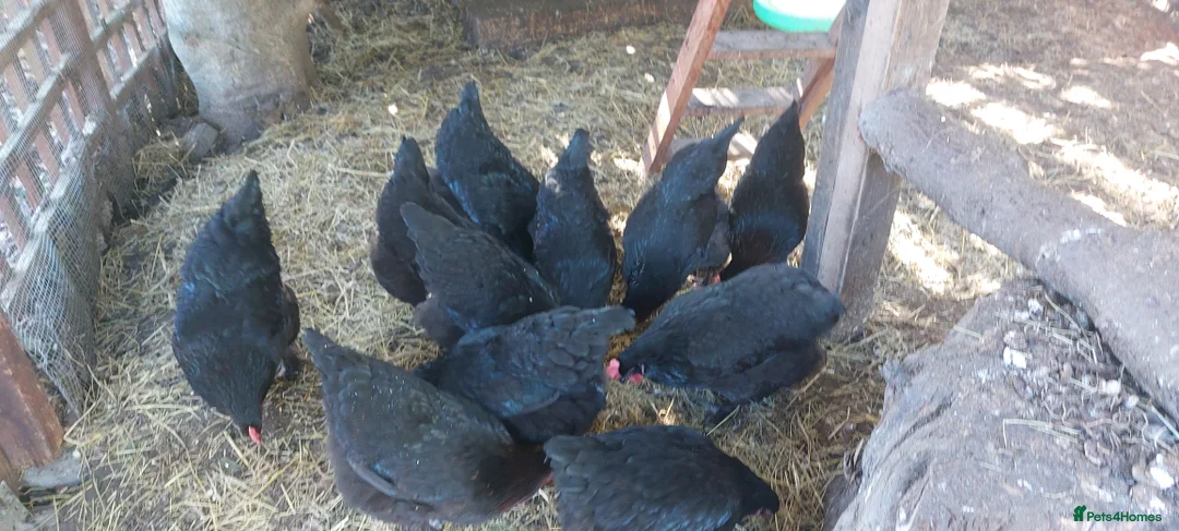 Hens poultry for sale: Pol Pure Breed Copper Marans - Advert 12