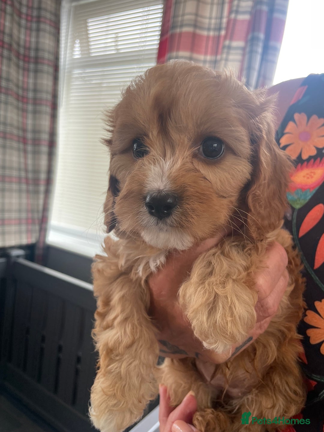 Cavapoo dogs for sale: Cavapoo puppies  - Image 12