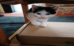 British Shorthair cats for sale: Female kitten - Image 2