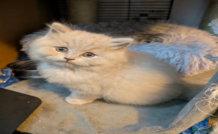 British Longhair cats - Advert 3