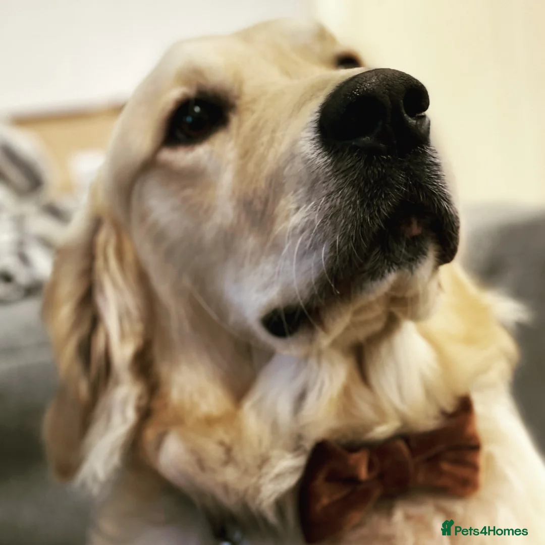 Golden Retriever dogs for stud: Available for stud in Coalville - Advert 2