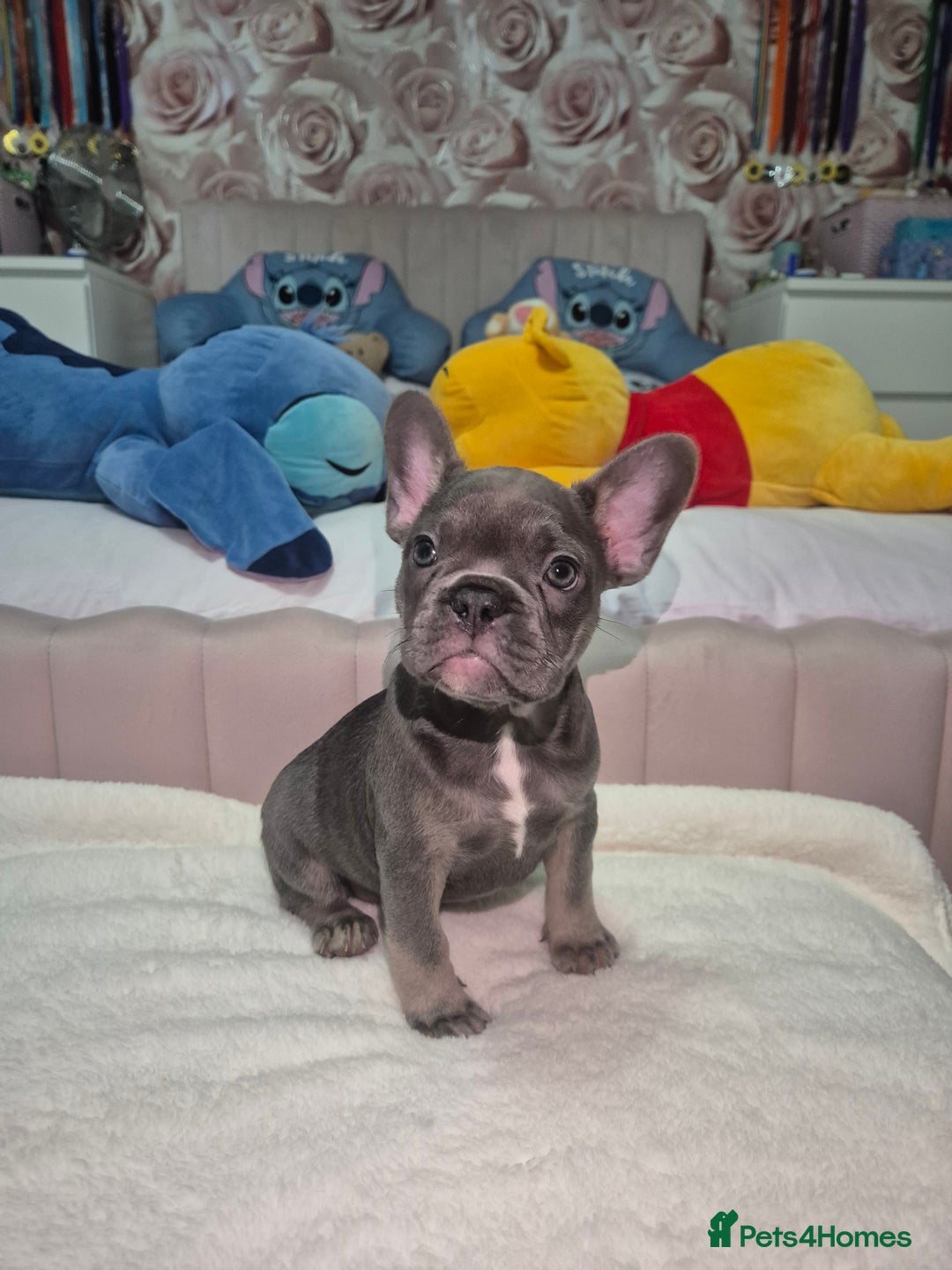 French Bulldog dogs for sale: Two Stunning Frenchie girl puppies left! - Advert 9