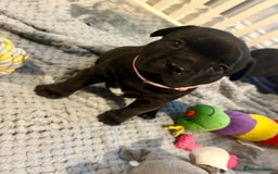 Staffordshire Bull Terrier dogs for sale: Floyd & Sky - Advert 24