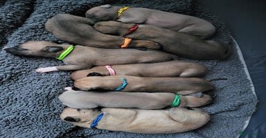 Whippet dogs - Advert 4