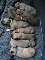 Whippet dogs - Advert 4