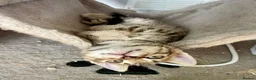Bengal cats for sale: Beautiful Bengal Kittens for Sale, Pure Bengal Mum - Advert 5