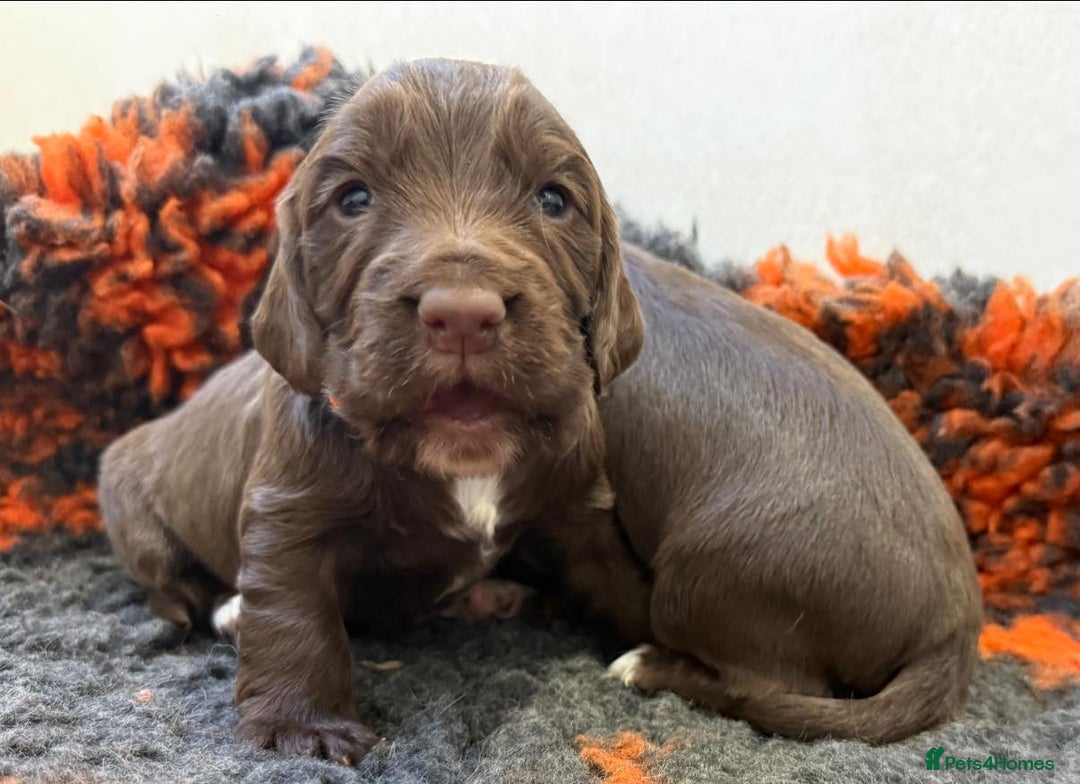 Cocker Spaniel dogs for sale: stunning chocolate and tri kc cocker spaniels - Advert 7