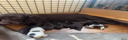 Cocker Spaniel dogs for sale: Beautiful Spaniel Puppies - raised on our farm - Advert 2