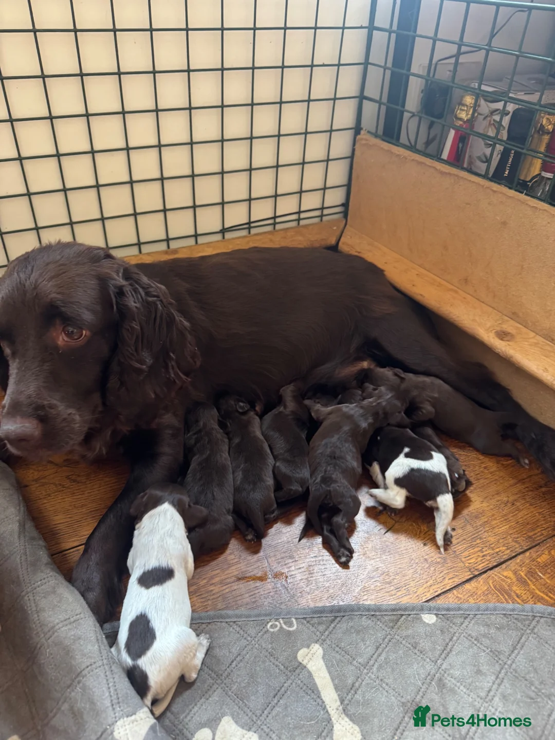 Cocker Spaniel dogs for sale: Beautiful Spaniel Puppies - raised on our farm - Advert 2