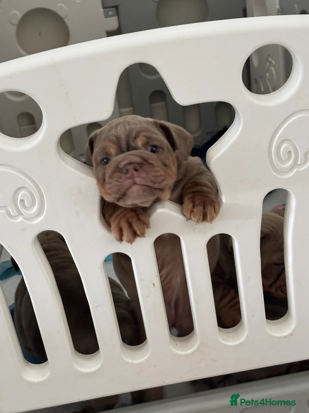 English Bulldog dogs for sale: English bulldog puppy kc registered  - Advert 7