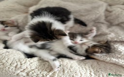Mixed Breed cats for sale: 5 wee kittens needing homes. - Image 16