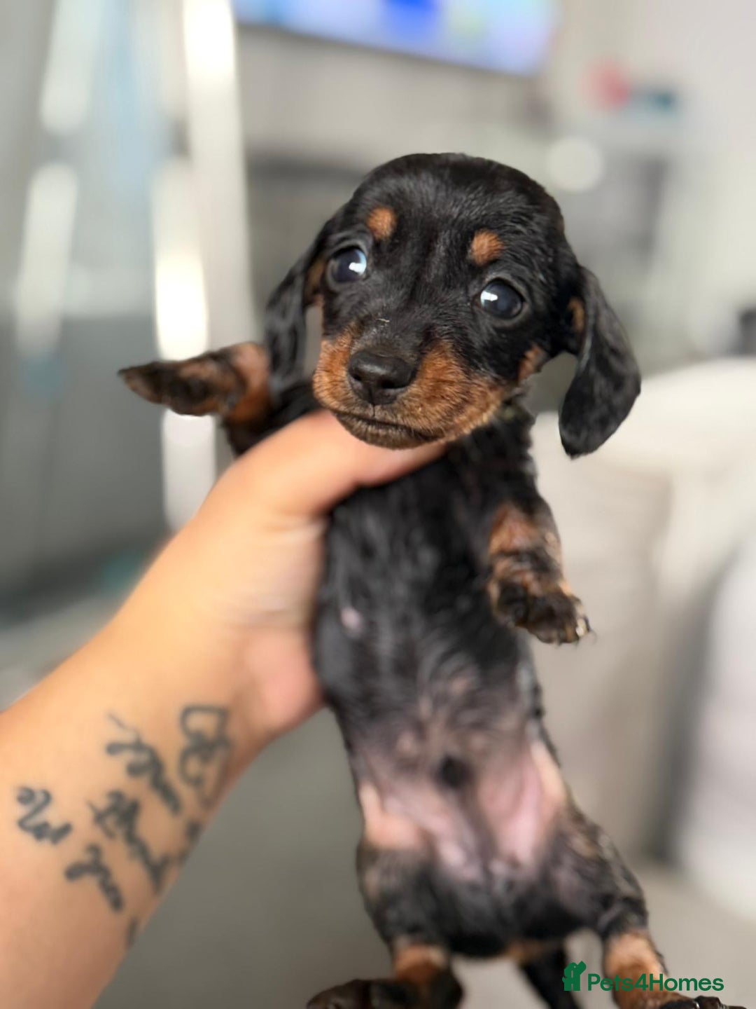 Miniature Dachshund dogs for sale: Minature dachshund puppies - Image 6