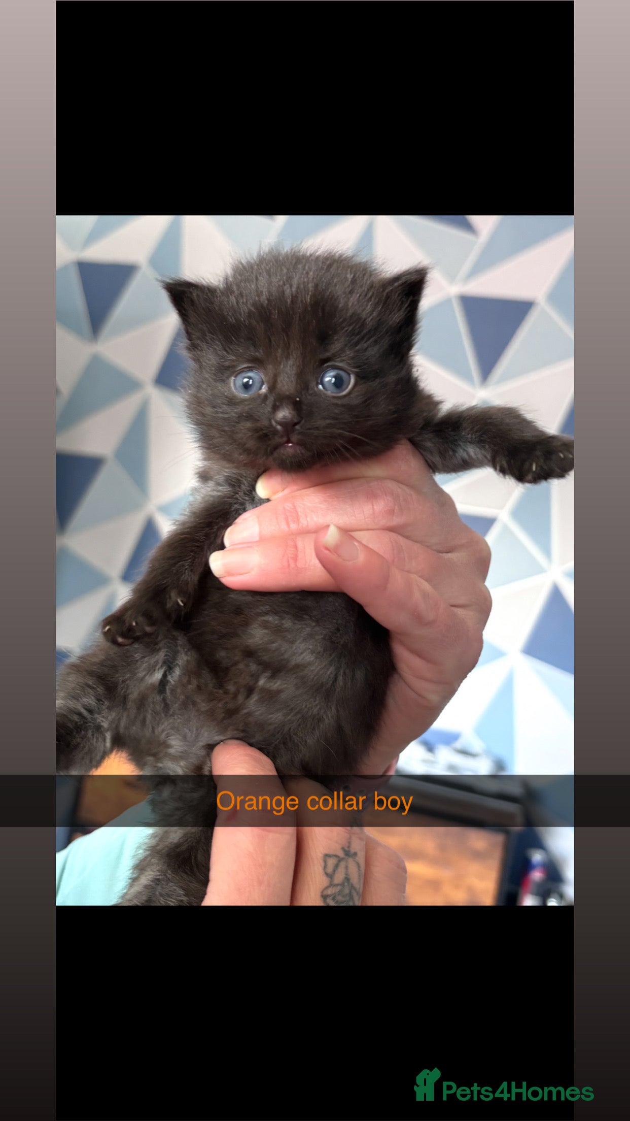 Mixed Breed cats Maine coon kittens for sale  - Advert 1