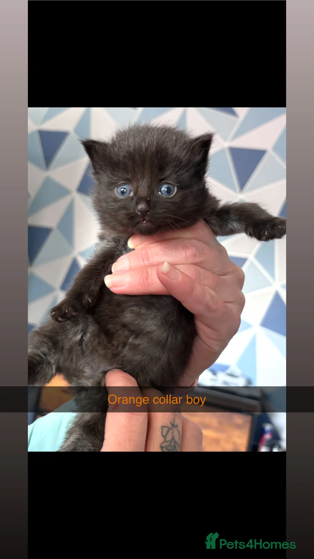 Mixed Breed cats for sale: Maine coon kittens for sale  - Advert 1