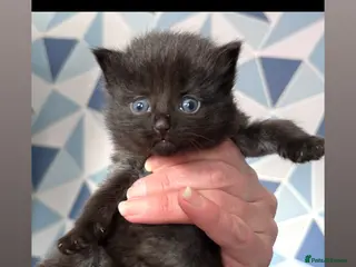 Mixed Breed cats Maine coon kittens for sale - Advert 1