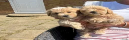 Maltipoo dogs for sale: Maltipoo puppies  - Advert 6