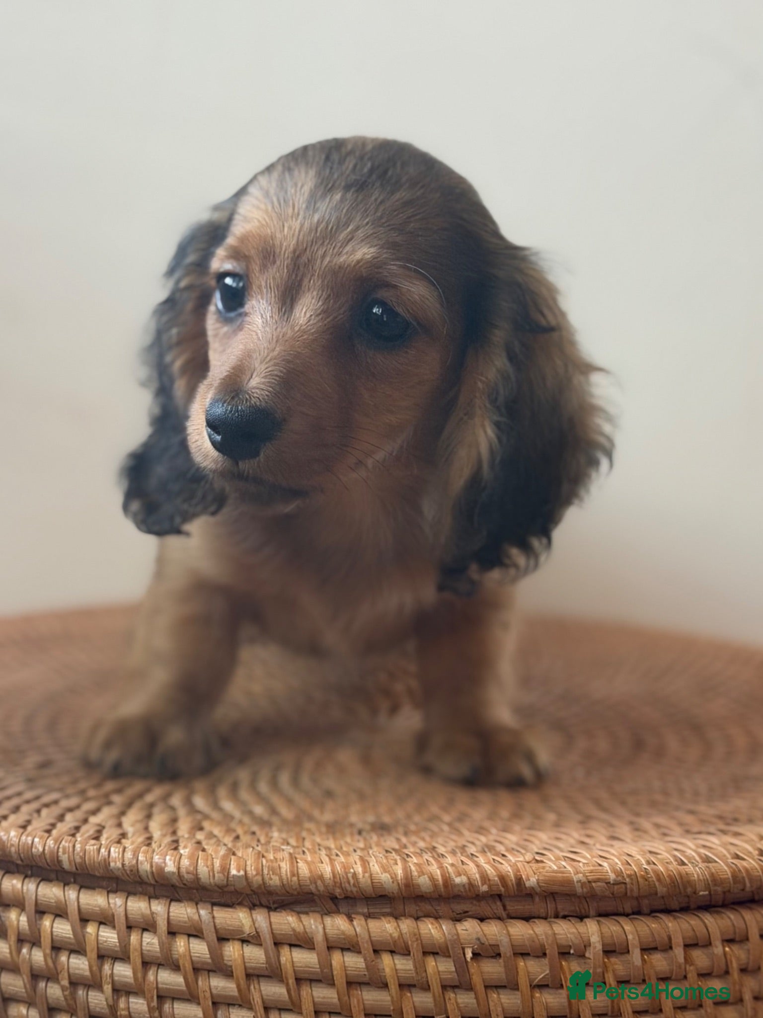 Miniature Dachshund dogs Fully vaccinated Kc reg last girl  - Advert 15