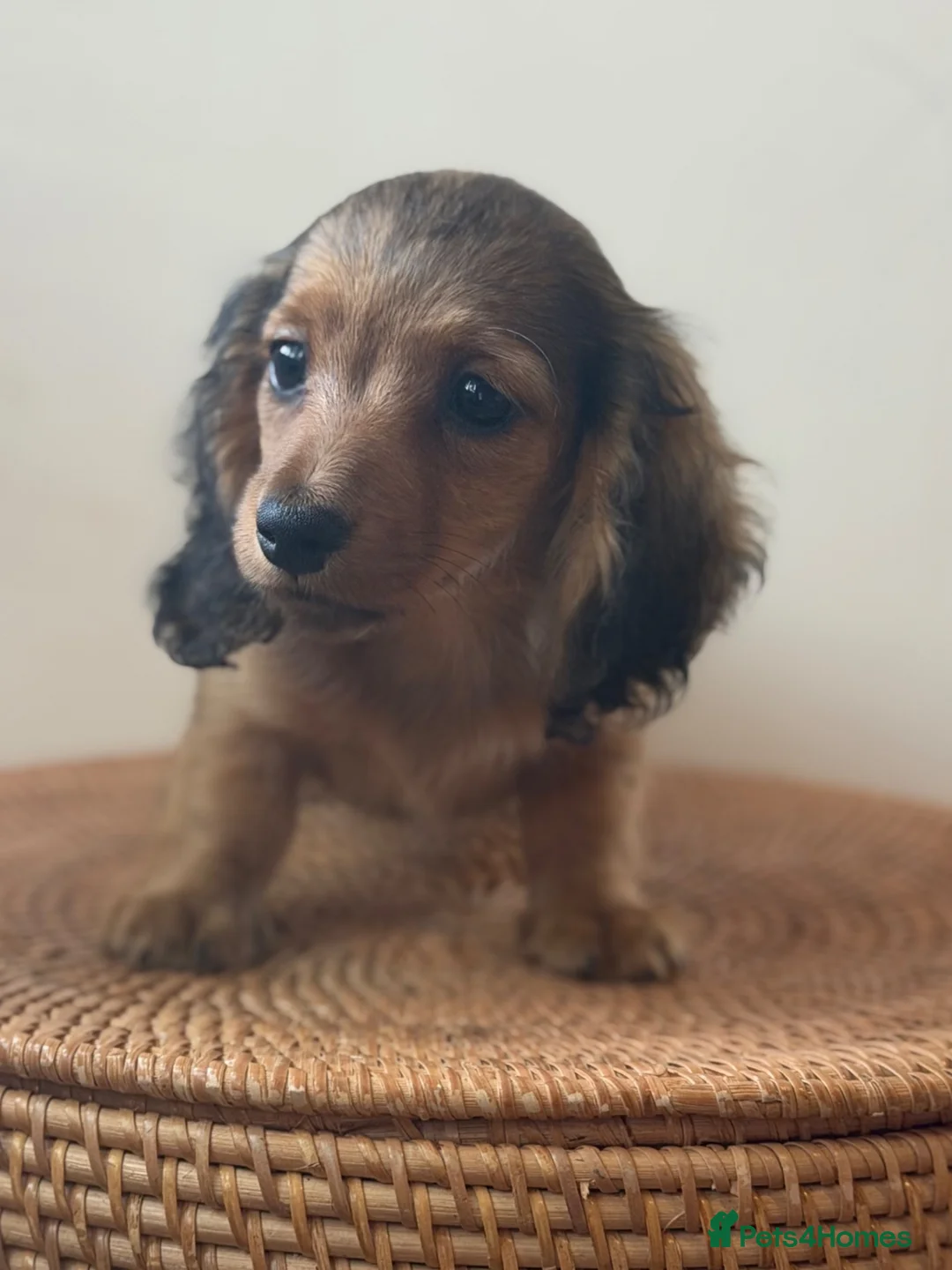 Miniature Dachshund dogs for sale: Fully vaccinated Kc reg last girl  - Advert 2