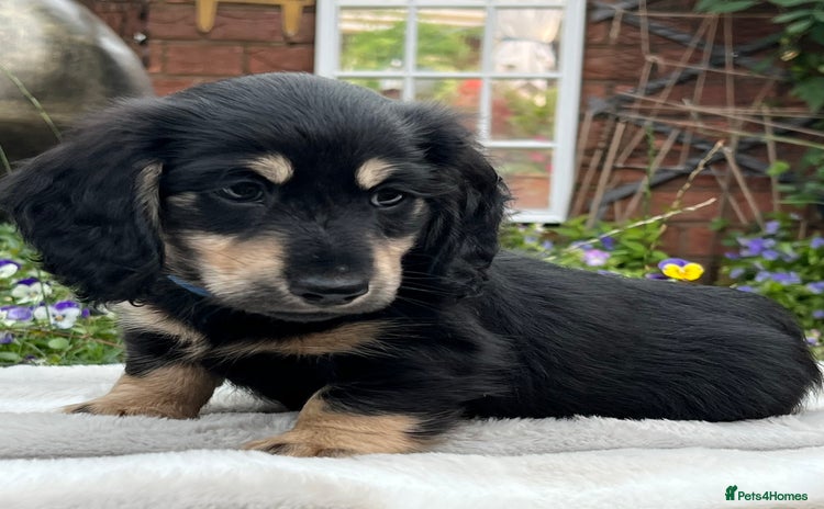 Miniature Dachshund dogs - Advert 3