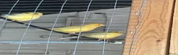 Canaries birds for sale: Mixed Canaries For Sale in Evesham - Advert 3