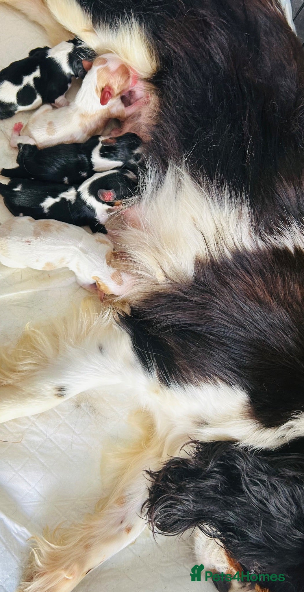 Cavalier King Charles Spaniel dogs Beautiful King Charles spaniel - Advert 5