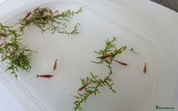 Shrimps fish for sale: Red Cherry Shrimp for sale!! 🦐 - Image 7