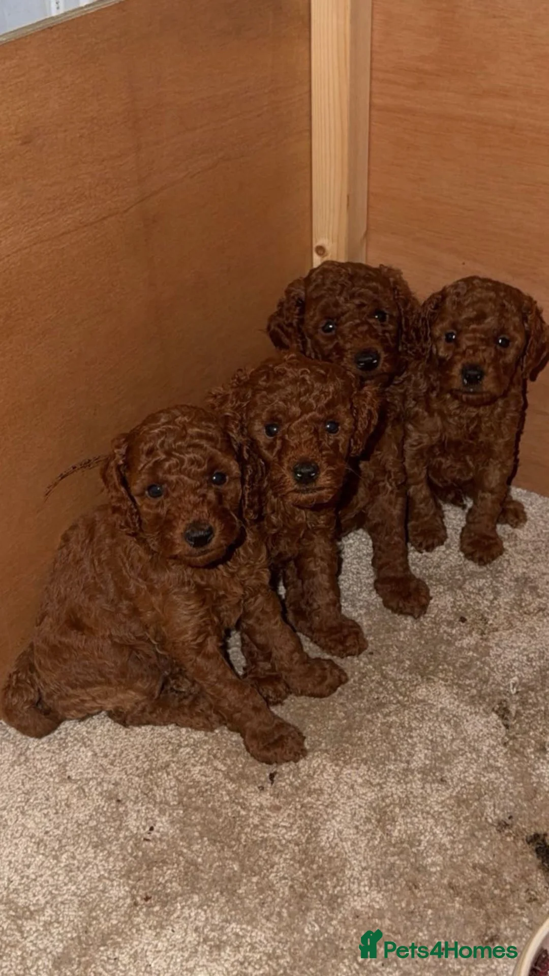 Miniature Poodle dogs for sale: Miniature fox red poodles  - Advert 1