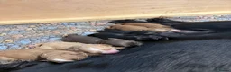 Cocker Spaniel dogs for sale: Working cocker spaniel puppy’s  in Newcastle - Advert 1