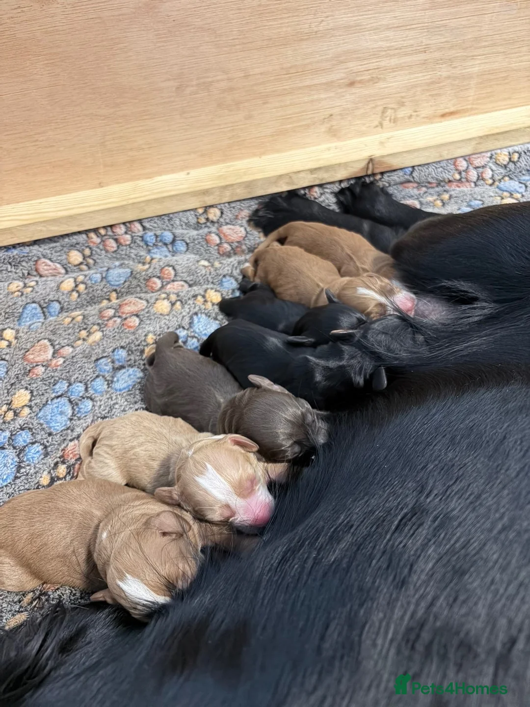 Cocker Spaniel dogs for sale: Working cocker spaniel puppy’s  in Newcastle - Advert 1