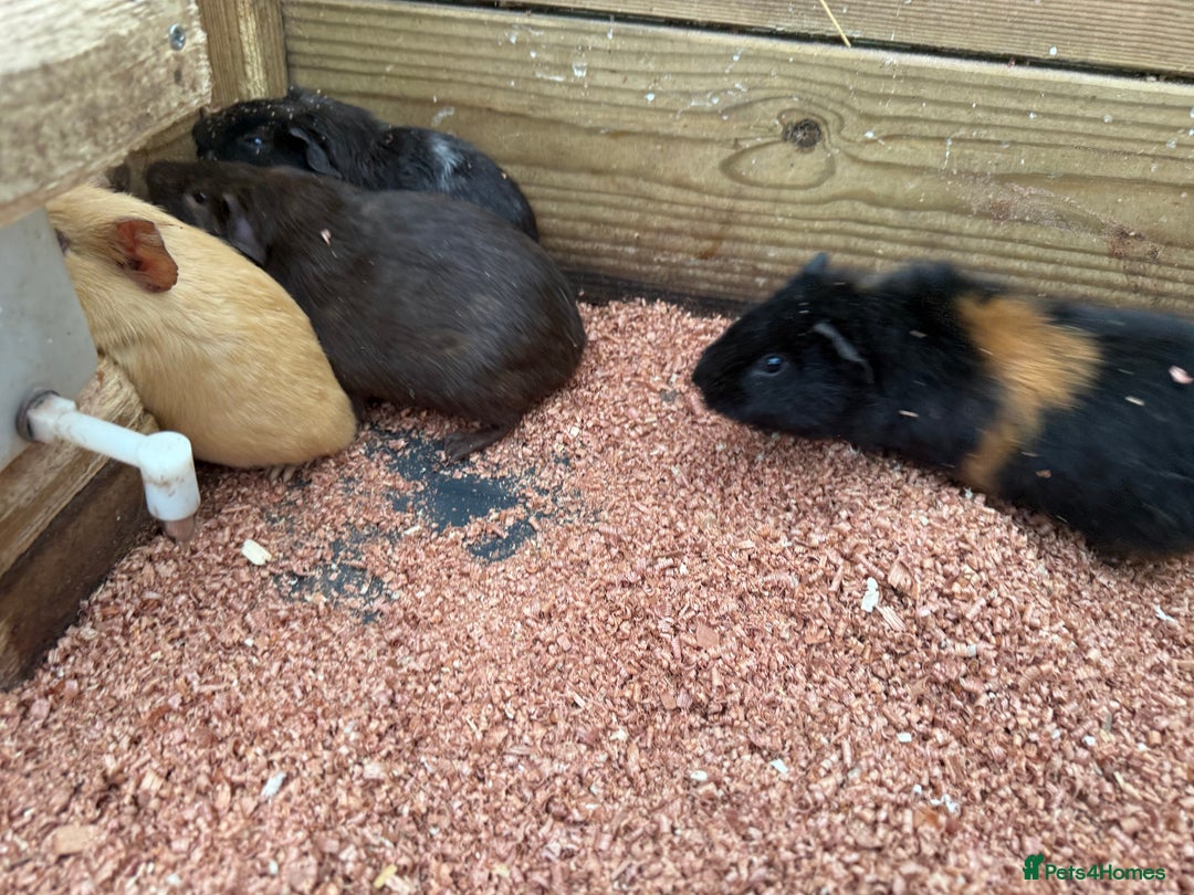 Guinea Pig rodents for sale: Baby girl guinea pigs  - Advert 5