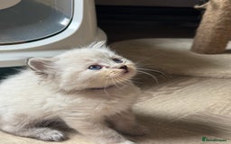 Ragdoll cats for sale: 🐾 Ragdoll kittens - ONE MALE TWO FEMALE LEFT 🐾 - Image 2
